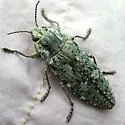 Texania fulleri - photo 2
