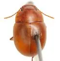 Texaponium triplehorni