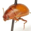 Texaponium triplehorni - photo 2