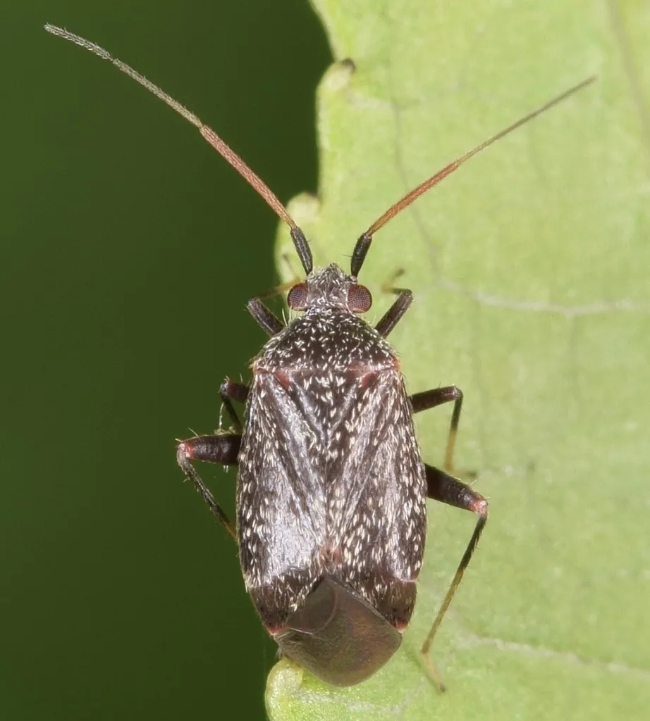 Texocoris nigrellus - photo 2