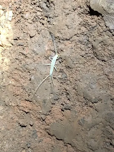 Texoreddellia texensis