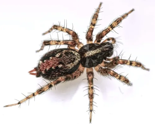 Textrix denticulata - Textrix denticulata