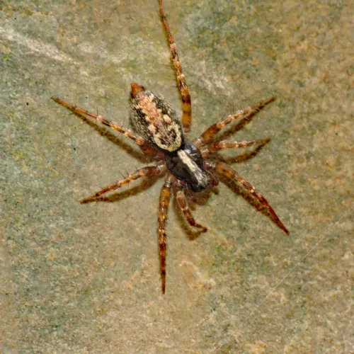 Textrix denticulata - photo 2