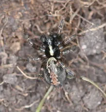 Textrix denticulata - photo 3