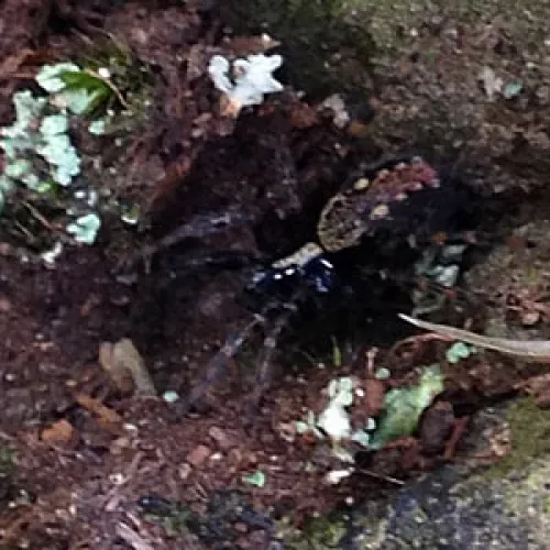 Textrix denticulata - photo 4