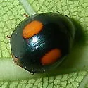 Montezuma Lady Beetle - photo 2