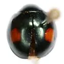 Montezuma Lady Beetle - photo 3