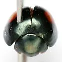 Montezuma Lady Beetle - photo 4