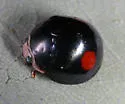 Montezuma Lady Beetle - photo 5