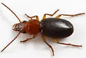 Thalassotrechus barbarae