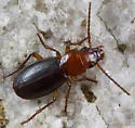 Thalassotrechus barbarae - photo 2