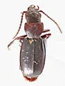 Thalassotrechus barbarae - photo 3