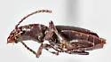 Thalassotrechus barbarae - photo 5