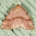 Thallophaga hyperborea - Hodges#6809