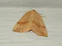 Thallophaga hyperborea - Hodges#6809 - photo 2