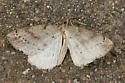 Thallophaga hyperborea - Hodges#6809 - photo 3
