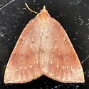 Thallophaga hyperborea - Hodges#6809 - photo 4
