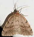 Thallophaga hyperborea - Hodges#6809 - photo 5