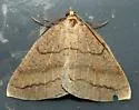Thallophaga nigroseriata - Hodges#6810