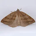 Thallophaga nigroseriata - Hodges#6810 - photo 5