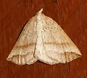 Thallophaga taylorata - Hodges#6808 - Thallophaga taylorata