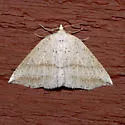 Thallophaga taylorata - Hodges#6808 - photo 2