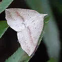 Thallophaga taylorata - Hodges#6808 - photo 4
