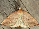 Thallophaga taylorata - Hodges#6808 - photo 5