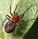 Thallumetus pineus