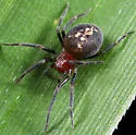 Thallumetus pineus - photo 2