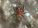 Thallumetus pineus - photo 3