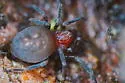 Thallumetus pineus - photo 4