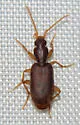 Thalpius cubanus