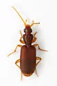 Thalpius cubanus - photo 2