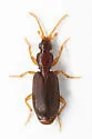 Thalpius cubanus - photo 5