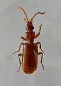 Thalpius dorsalis