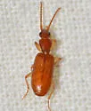 Thalpius dorsalis - photo 2