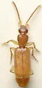 Thalpius dorsalis - photo 3