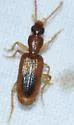 Thalpius dorsalis - photo 4