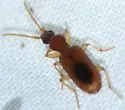 Thalpius dorsalis - photo 5