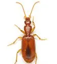 Thalpius horni