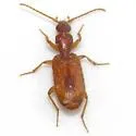 Thalpius horni - photo 2