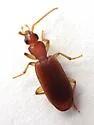 Thalpius simplex - photo 3