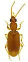 Thalpius simplex - photo 4