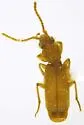 undescribed Thalpius sp. 1