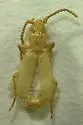 undescribed Thalpius sp. 1 - photo 2