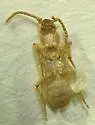 undescribed Thalpius sp. 1 - photo 3