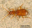 undescribed Thalpius sp. 2