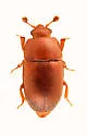 Thalycra concolor