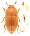 Thalycra concolor - photo 2